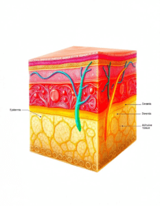 Diet and Skin Aging